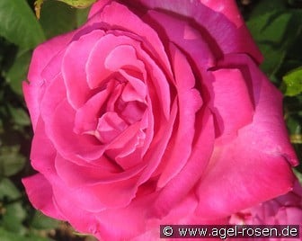 Caprice de Meilland (unbekannt) Bild der Rose 'Caprice de Meilland' (unbekannt)