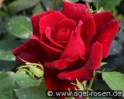 Chateau d'Amboise (unbekannt) Bild der Rose 'Chateau d'Amboise' (unbekannt)