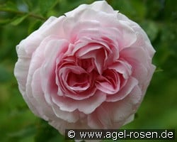 Chloris (unbekannt) Bild der Rose 'Chloris' (unbekannt)