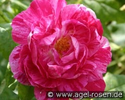 Commandant Beaurepaire (unbekannt) Bild der Rose 'Commandant Beaurepaire' (unbekannt)