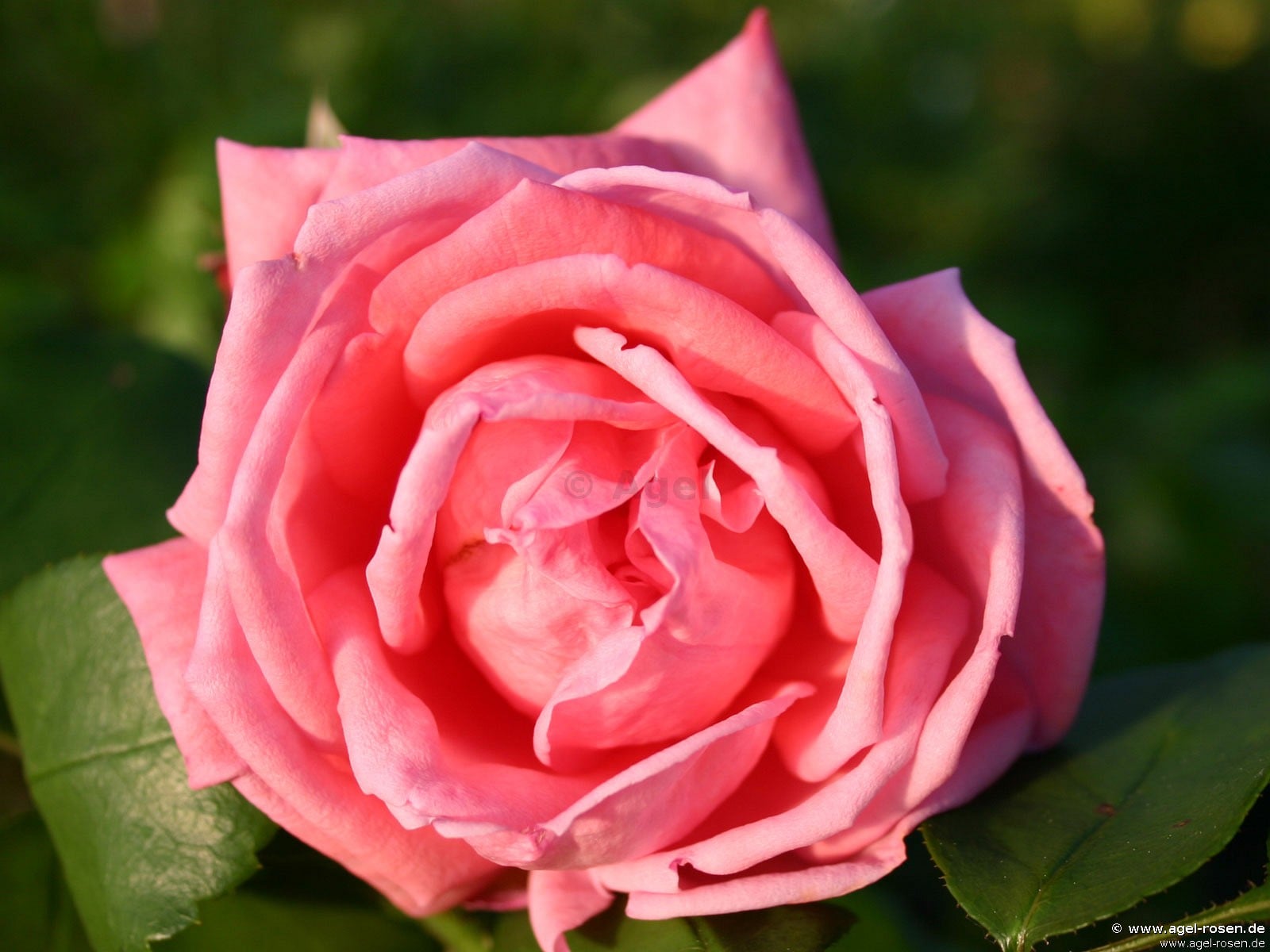 Bild der Rose 'Coral Satin' (unbekannt)