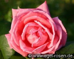 Coral Satin (unbekannt) Bild der Rose 'Coral Satin' (unbekannt)
