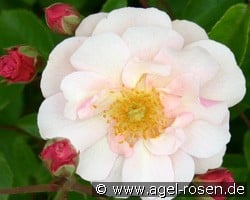 Cornelia (unbekannt) Bild der Rose 'Cornelia' (unbekannt)