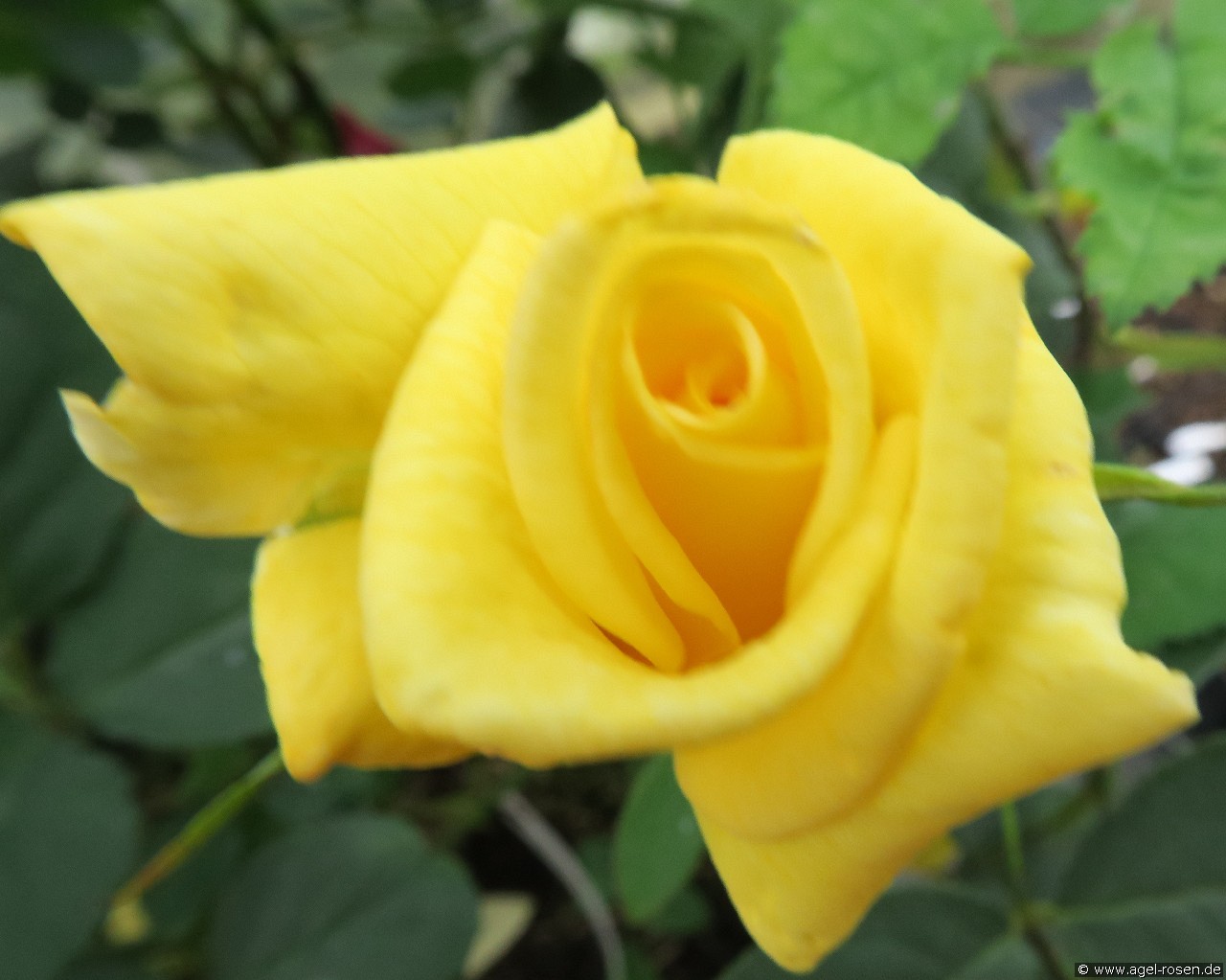 Crema Flowercircus (unbekannt) Bild der Rose 'Crema Flowercircus' (unbekannt)