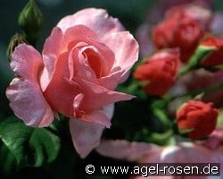 Daniela (unbekannt) Bild der Rose 'Daniela' (unbekannt)