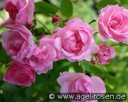 Delpeflo (unbekannt) Bild der Rose 'Delpeflo' (unbekannt)