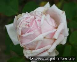Dr. Mazaryk (unbekannt) Bild der Rose 'Dr. Mazaryk' (unbekannt)