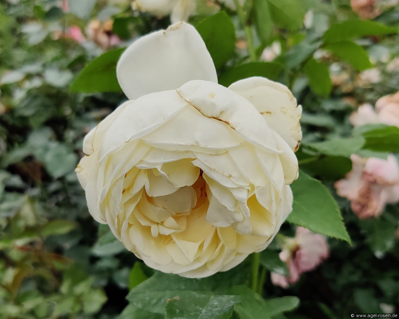 Duchesse de Monte Bello (unbekannt) Bild der Rose 'Duchesse de Monte Bello' (unbekannt)