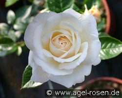Elvis (unbekannt) Bild der Rose 'Elvis' (unbekannt)