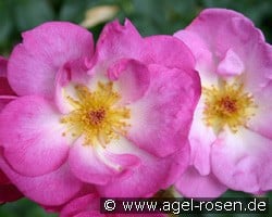 Escapade (unbekannt) Bild der Rose 'Escapade' (unbekannt)