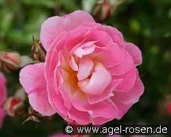 Fassadenzauber (unbekannt) Bild der Rose 'Fassadenzauber' (unbekannt)