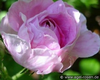 Geschwinds Orden (unbekannt) Bild der Rose 'Geschwinds Orden' (unbekannt)