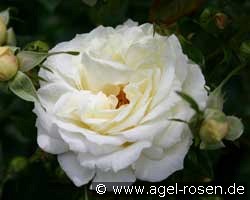 Gletscherfee (unbekannt) Bild der Rose 'Gletscherfee' (unbekannt)