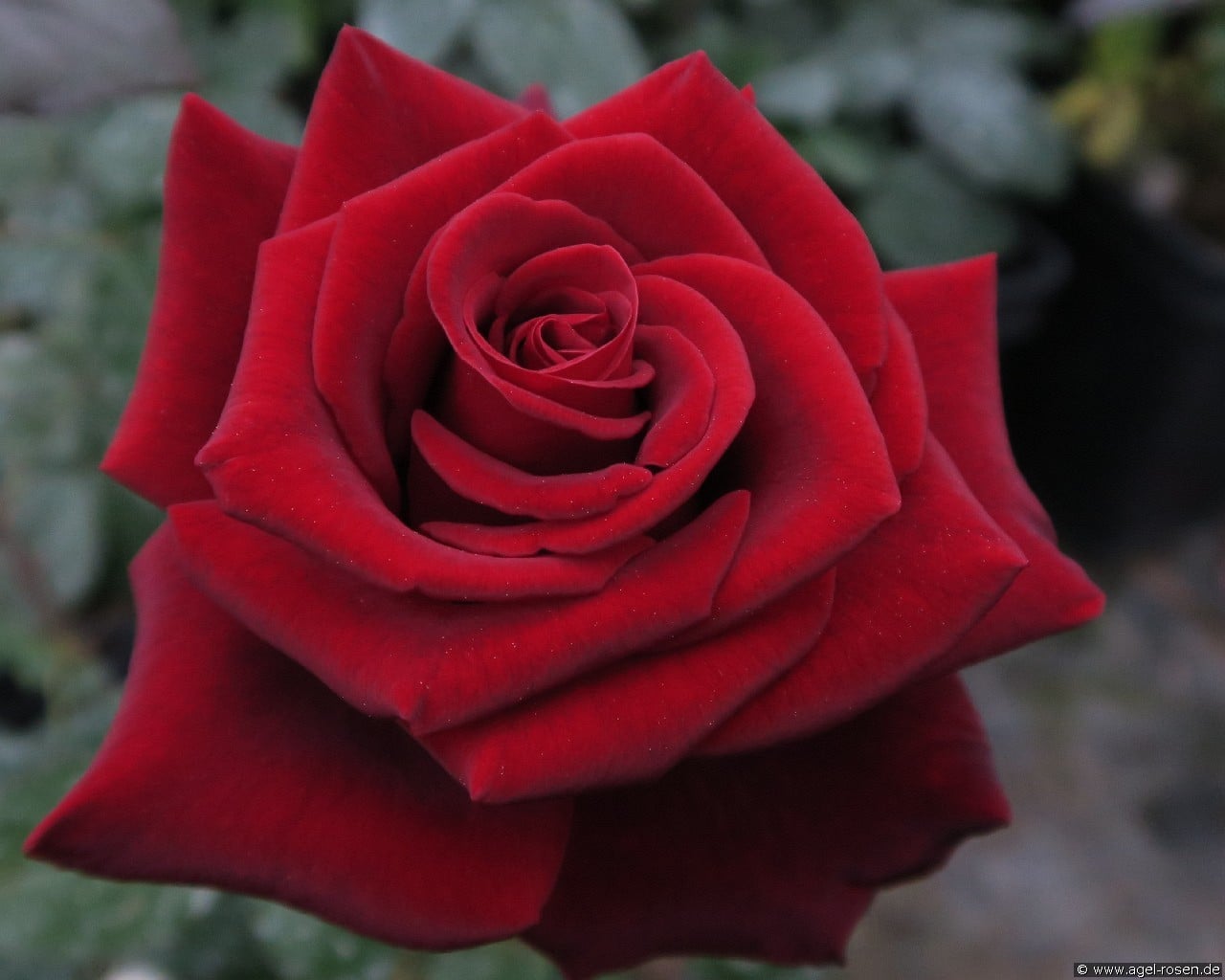 Graf Lennard (unbekannt) Bild der Rose 'Graf Lennard' (unbekannt)