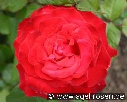 Grand Amor (unbekannt) Bild der Rose 'Grand Amor' (unbekannt)