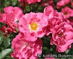 Gruß an Haldensleben (unbekannt) Bild der Rose 'Gruß an Haldensleben' (unbekannt)