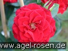 Bild der Rose 'Gruß an Stuttgart' (unbekannt)