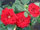 Gruß an Stuttgart (unbekannt) Bild der Rose 'Gruß an Stuttgart' (unbekannt)