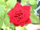 Gruß an Stuttgart (unbekannt) Bild der Rose 'Gruß an Stuttgart' (unbekannt)