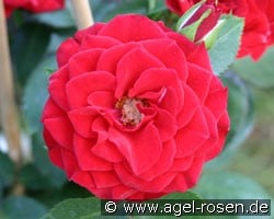 Gruß an Stuttgart (unbekannt) Bild der Rose 'Gruß an Stuttgart' (unbekannt)