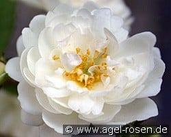 Guirlande d'Amour (unbekannt) Bild der Rose 'Guirlande d'Amour' (unbekannt)