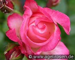 Harlekin (unbekannt) Bild der Rose 'Harlekin' (unbekannt)