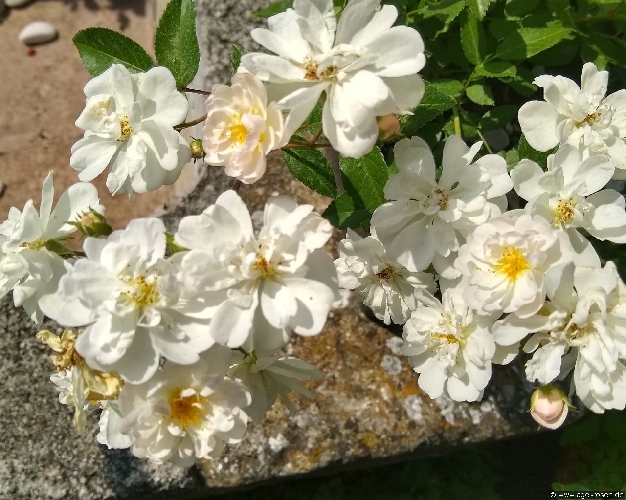 Hedi Grimm (unbekannt) Bild der Rose 'Hedi Grimm' (unbekannt)