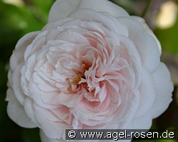 Henrich Blanc (unbekannt) Bild der Rose 'Henrich Blanc' (unbekannt)