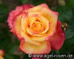 Henrietta (unbekannt) Bild der Rose 'Henrietta' (unbekannt)