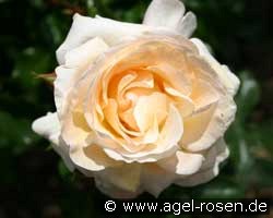 Hermann Hesse (unbekannt) Bild der Rose 'Hermann Hesse' (unbekannt)