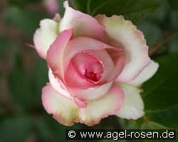 Honore de Balzac (unbekannt) Bild der Rose 'Honore de Balzac' (unbekannt)