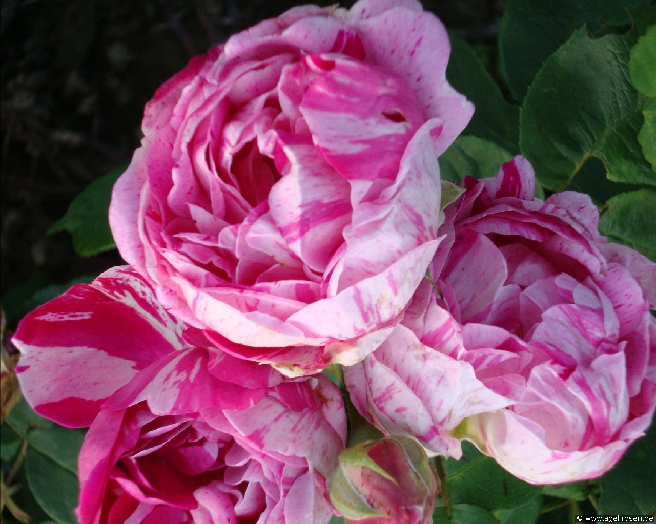 Honorine de Brabant (unbekannt) Bild der Rose 'Honorine de Brabant' (unbekannt)