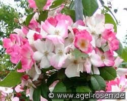 Juliana v. Stalberg (unbekannt) Bild der Rose 'Juliana v. Stalberg' (unbekannt)