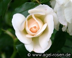 Kosmos (unbekannt) Bild der Rose 'Kosmos' (unbekannt)