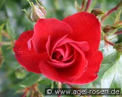 Kronjuwel (unbekannt) Bild der Rose 'Kronjuwel' (unbekannt)
