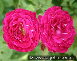 La Plus Belle des Ronctuees (unbekannt) Bild der Rose 'La Plus Belle des Ronctuees' (unbekannt)