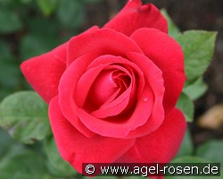 Liebeszauber (unbekannt) Bild der Rose 'Liebeszauber' (unbekannt)