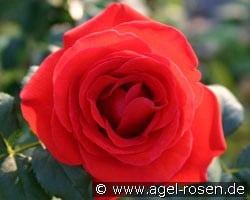 Liliana (unbekannt) Bild der Rose 'Liliana' (unbekannt)