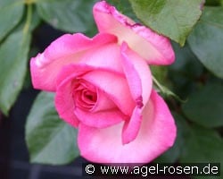Madonna (unbekannt) Bild der Rose 'Madonna' (unbekannt)