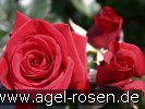 Bild der Rose 'Mandy' (unbekannt)