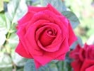 Mandy (unbekannt) Bild der Rose 'Mandy' (unbekannt)