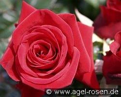 Mandy (unbekannt) Bild der Rose 'Mandy' (unbekannt)