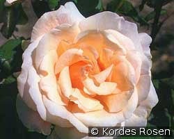 Marie Louise (unbekannt) Bild der Rose 'Marie Louise' (unbekannt)