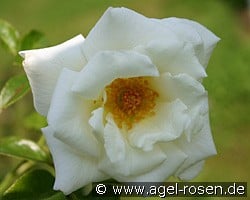 Martin Luther (unbekannt) Bild der Rose 'Martin Luther' (unbekannt)