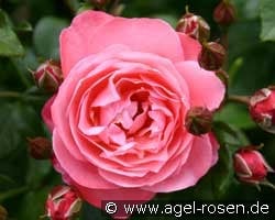 Mein Schöner Garten (unbekannt) Bild der Rose 'Mein Schöner Garten' (unbekannt)