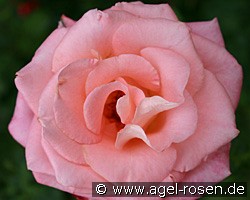 Meinopia (unbekannt) Bild der Rose 'Meinopia' (unbekannt)