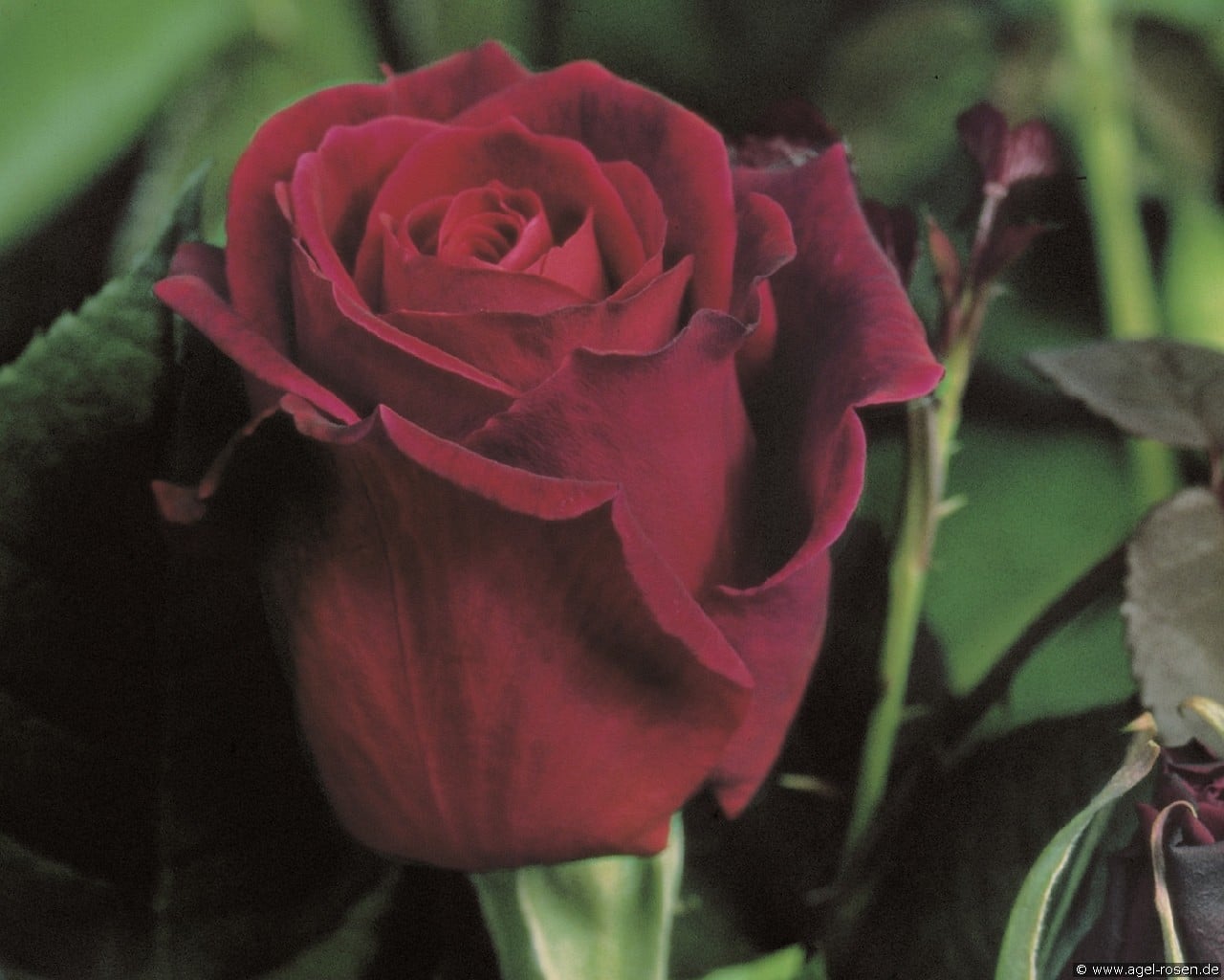 Mildred Scheel (unbekannt) Bild der Rose 'Mildred Scheel' (unbekannt)