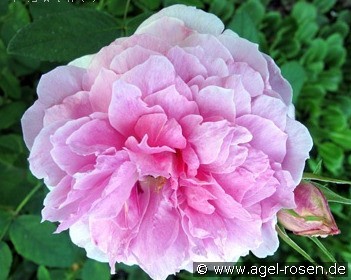 Mistress Quickly (unbekannt) Bild der Rose 'Mistress Quickly' (unbekannt)
