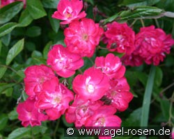 Mme. Norbert Levavasseur (unbekannt) Bild der Rose 'Mme. Norbert Levavasseur' (unbekannt)