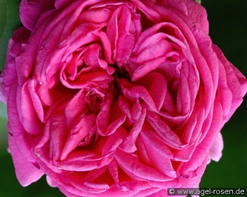 Mme. Scipion Cochet (unbekannt) Bild der Rose 'Mme. Scipion Cochet' (unbekannt)